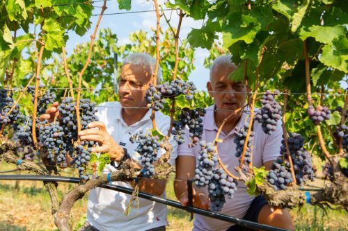 Weine von Arvanitidis Winery bei DER DORFLADEN