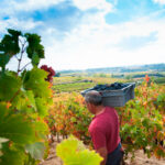 Weine von Bodegas Baigorri bei DER DORFLADEN
